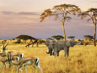 南非 South Africa